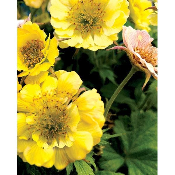 Close-up of yellow flowers with green leaves in the background