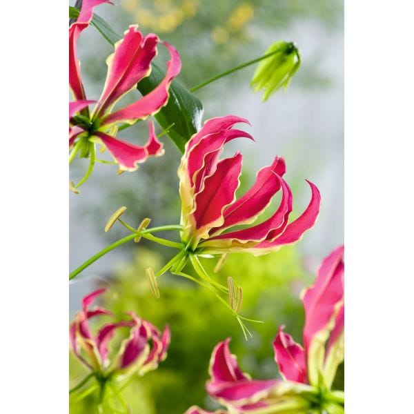 Close-up of vibrant pink and green flowers with a blurred green background