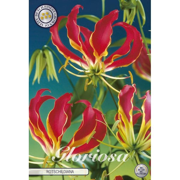 Gloriosa Rothschildiana flowers with a blue background