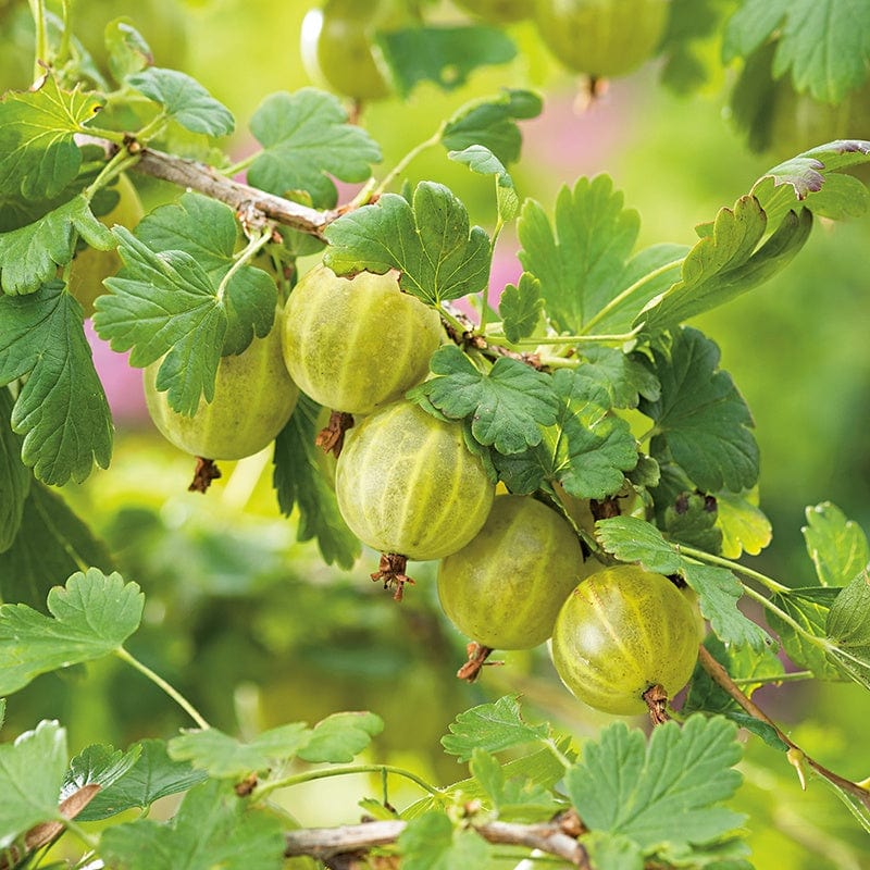 Gooseberry Hinnonmaki Yellow Fruit Plant (Late Season)