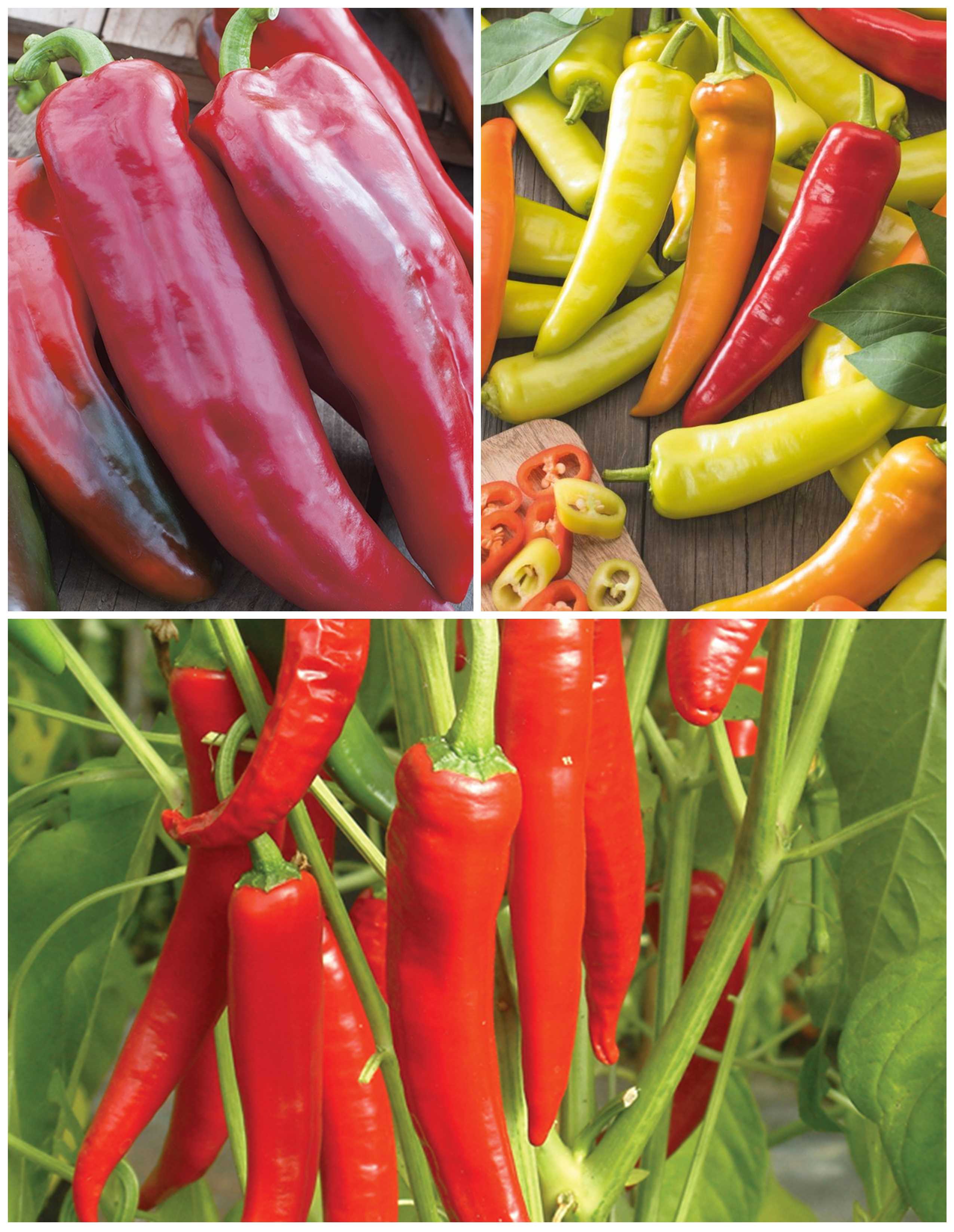 Grafted Pepper and Chilli Collection - April - 3 x 9cm Potted Plants
