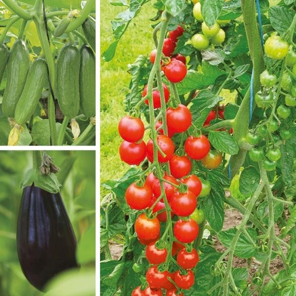 Grafted Vegetable Plant Collection