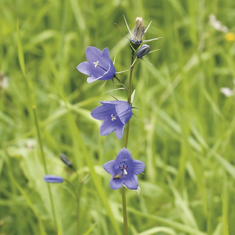 5 Young Plants Harebell Flower Plants