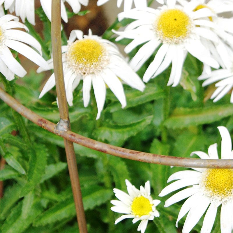 Steel Bell Plant Supports 68 x 51cm - Rust