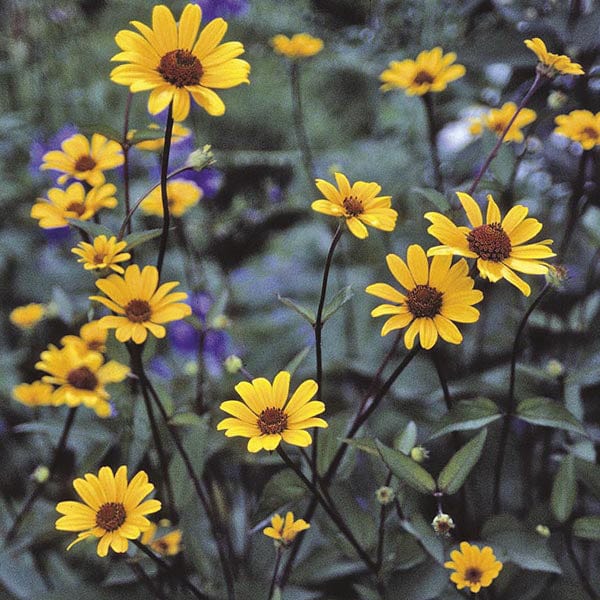 5 Young Plants Heliopsis Summer Nights