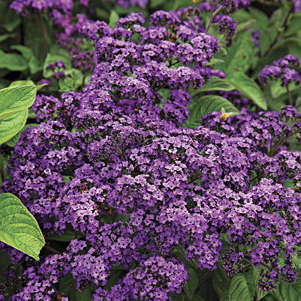 Close-up of purple flowers with green leaves