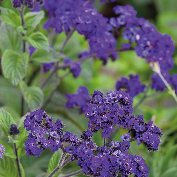 Heliotrope Midnight Sky Flower Plants