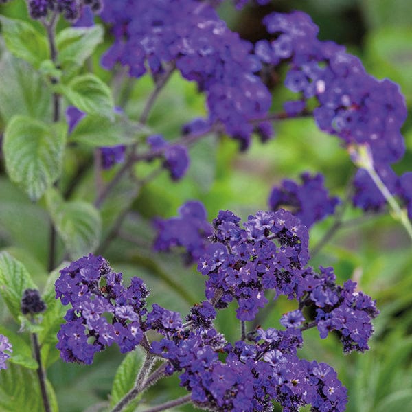 Heliotrope Midnight Sky Flower Plants