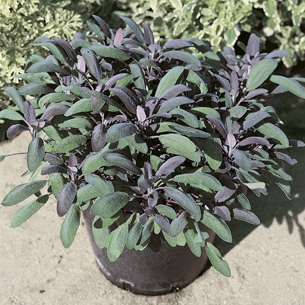 3 x 9cm Potted Plants (LATE) Purple Sage Herb Plants