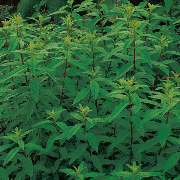3 x 9cm Potted Plants (LATE) Lemon Verbena Herb Plants