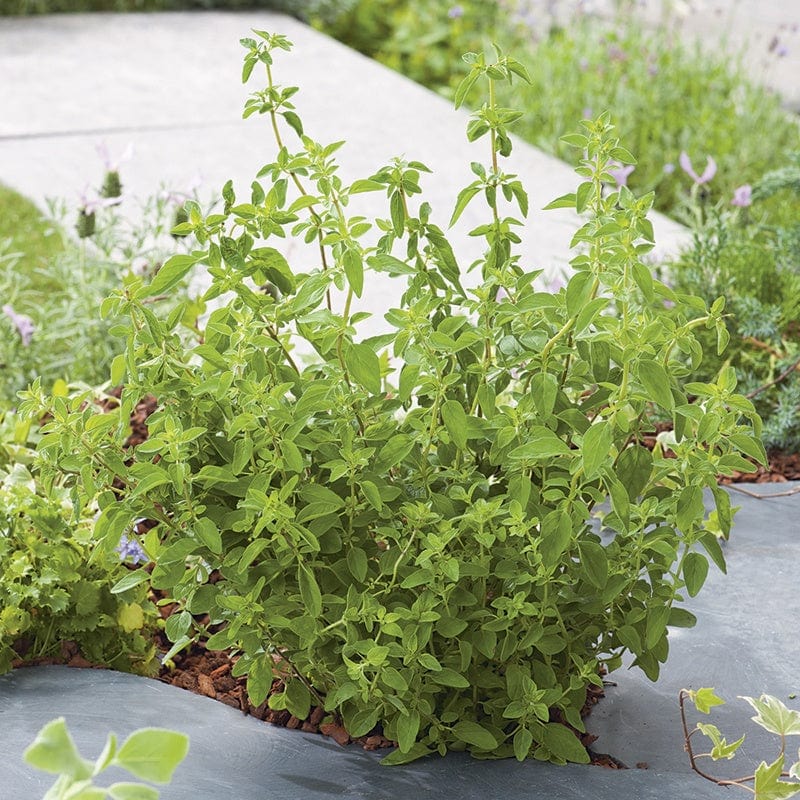 3 x 9cm Potted Plants (LATE) Oregano Hot and Spicy Herb Plants