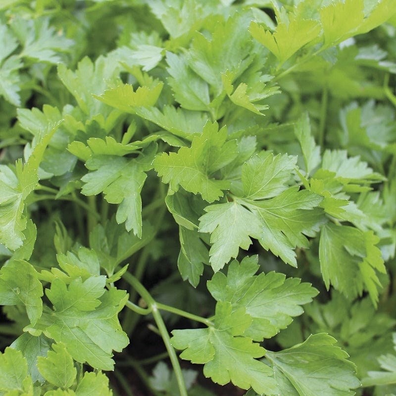 3 x 9cm Potted Plants (EARLY) French Parsley Herb Plants