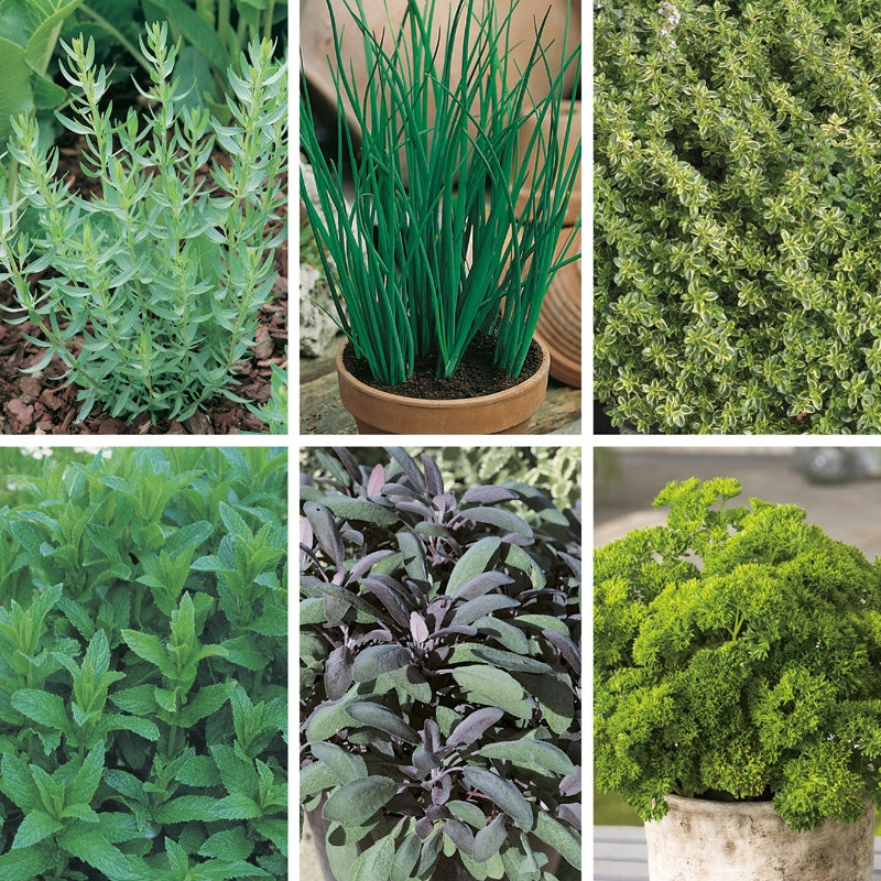 Collage of various green plants and herbs in different settings.