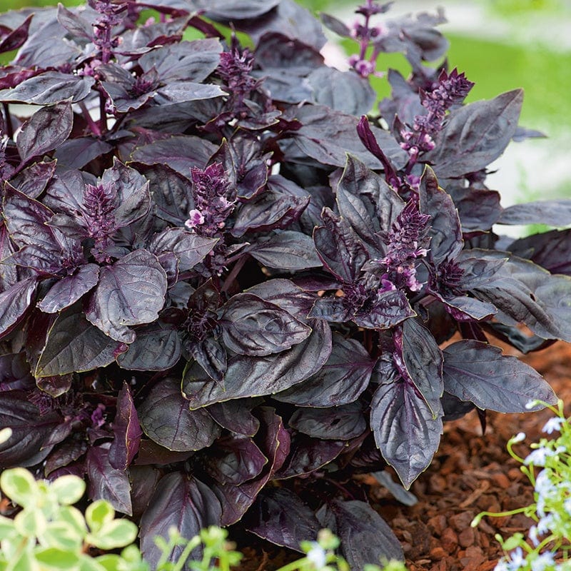 Basil Purple Herb Plants From Mr Fothergills Seeds and Plants