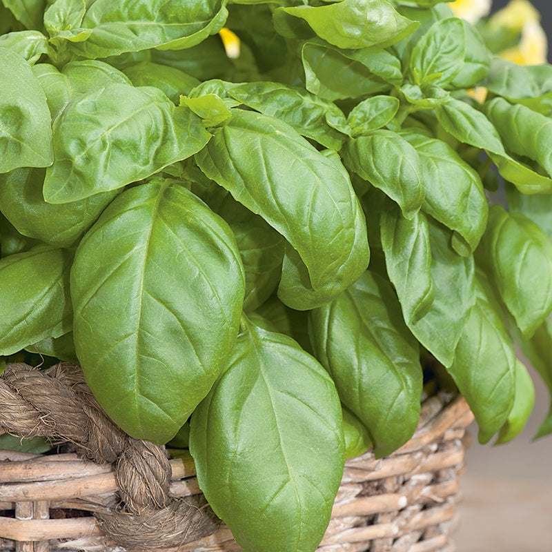 Close-up of fresh basil leaves in a woven basket