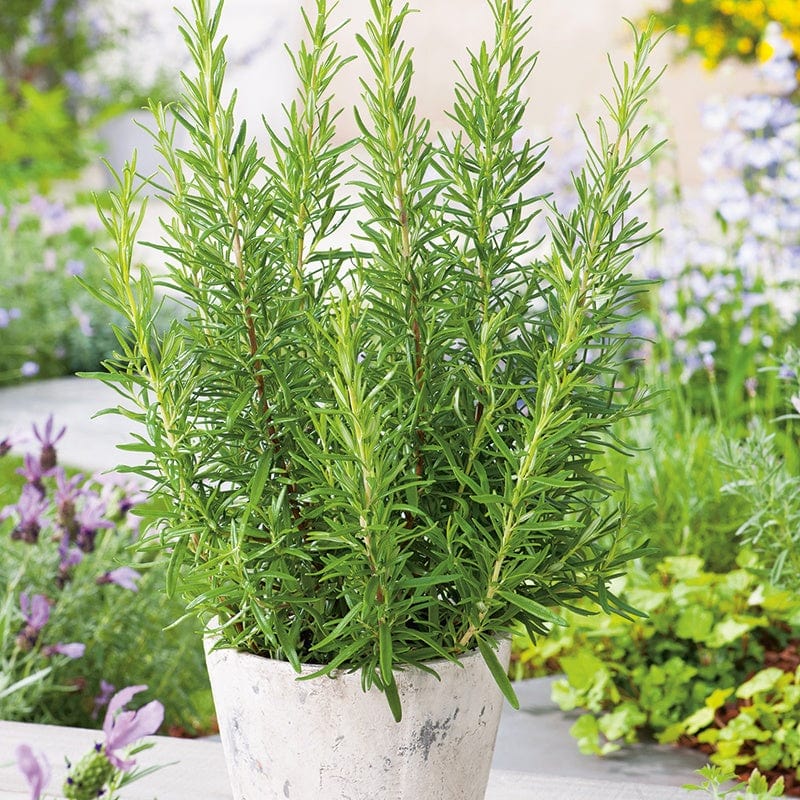 3 x 9cm Potted Plants (LATE) Rosemary Herb Plants