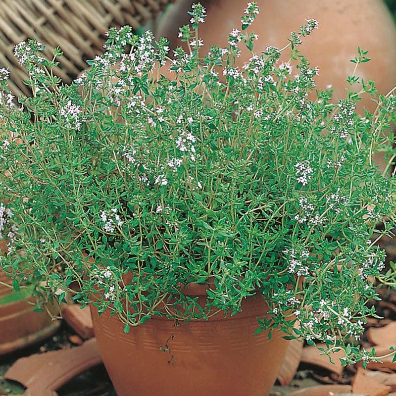 3 x 9cm Potted Plants (LATE) Common Thyme Herb Plants