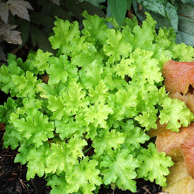 3 Young Plants Heuchera Lime Marmalade