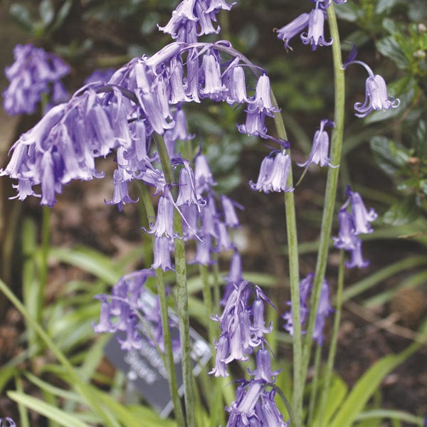 English Bluebells Bulbs