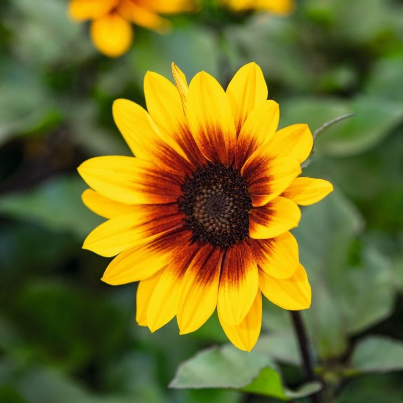 1 x 3 Litre Potted Plant Sunflower Sunbelievable ™ Brown Eyed Girl