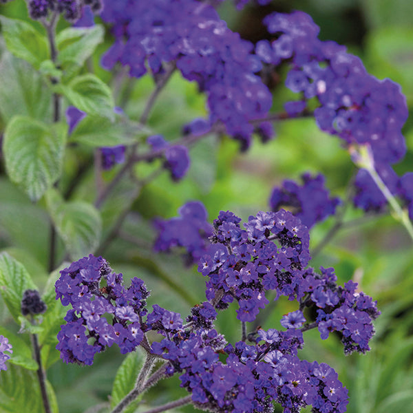 Close-up of purple flowers with green leaves on a blurred green background
