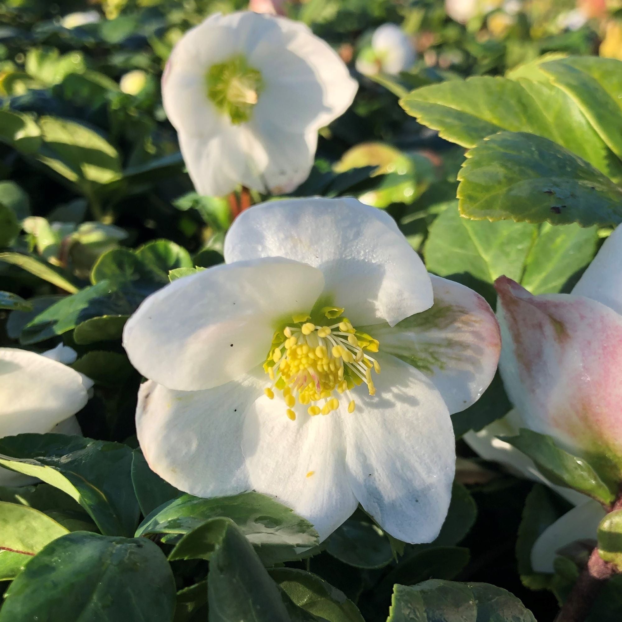 Helleborus Niger 'Christmas Carol' Flower Plants