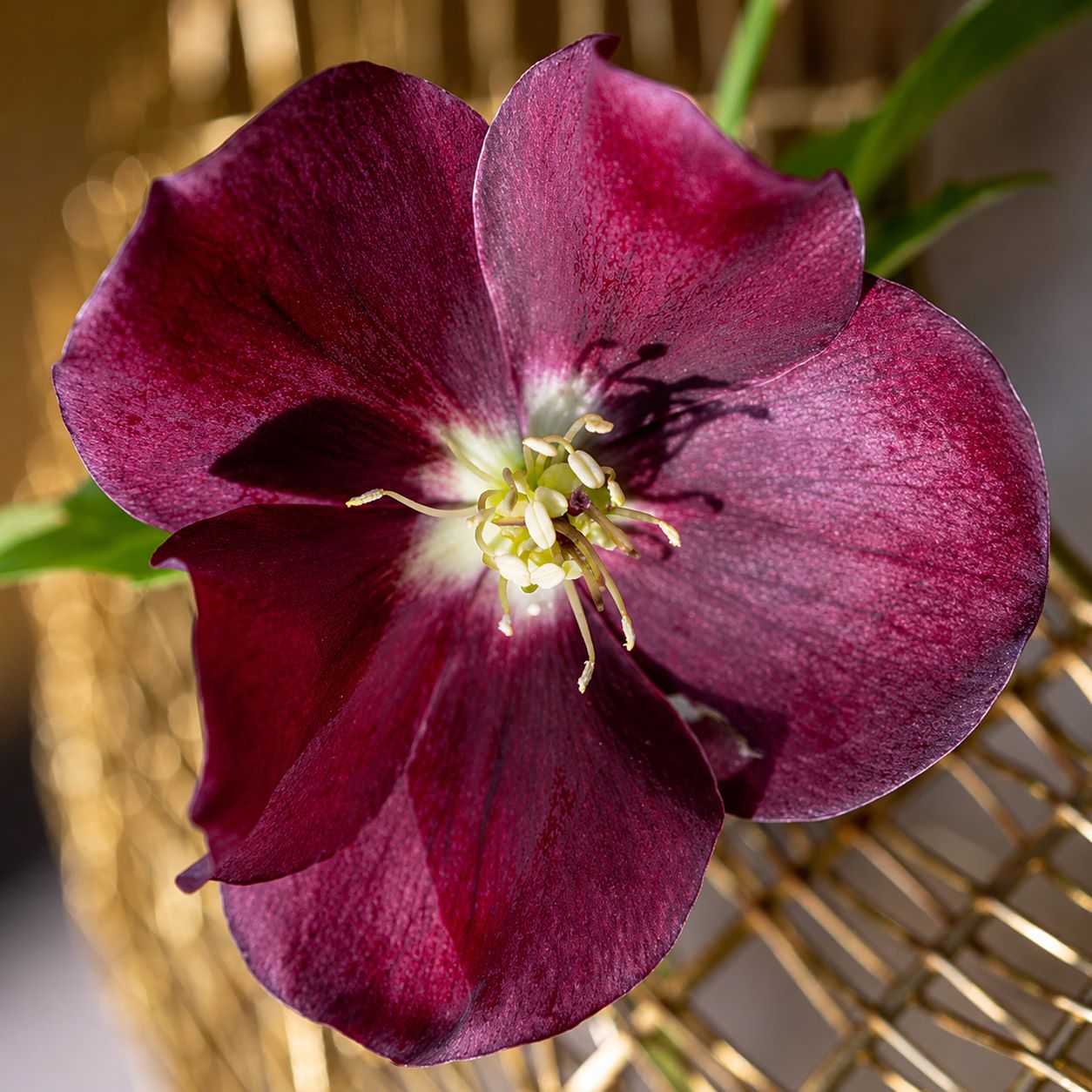 Helleborus Orientalis 'Halcyon Early Dark Red' Flower Plants