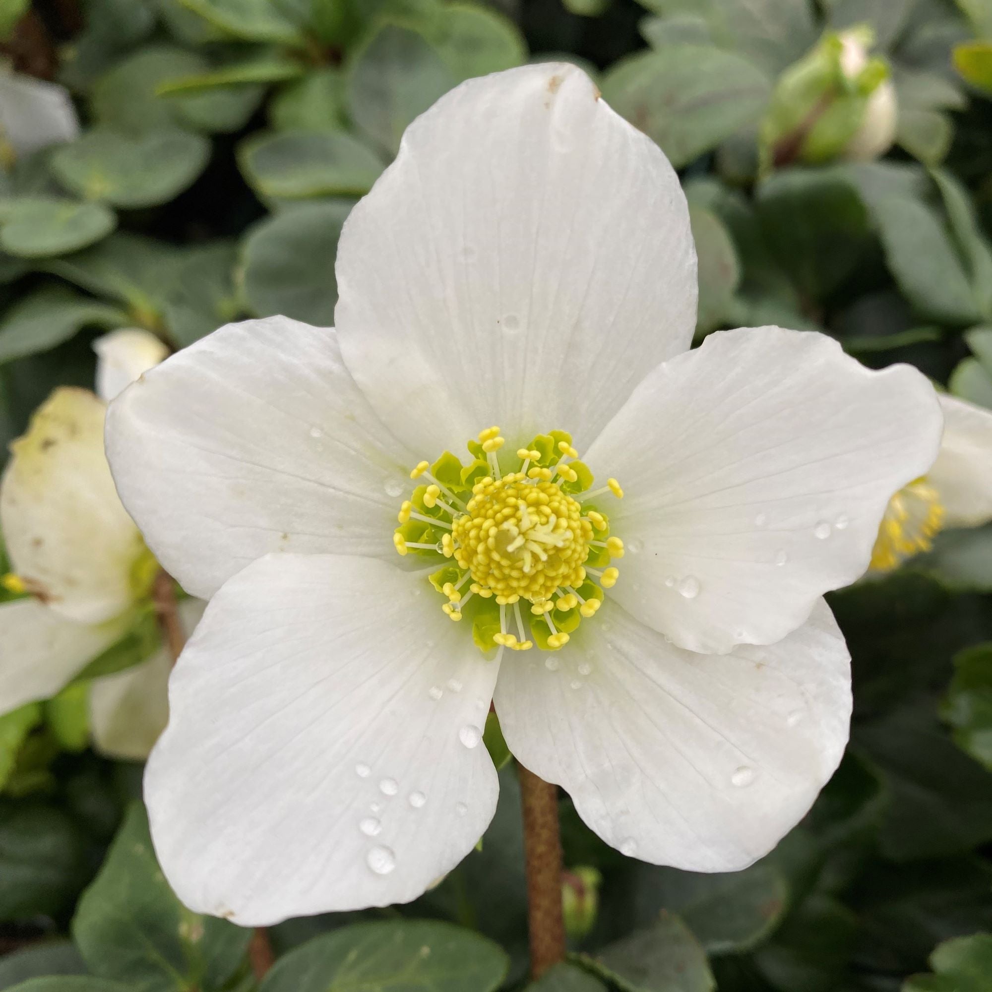 Helleborus Niger 'Christmas Carol' Flower Plants