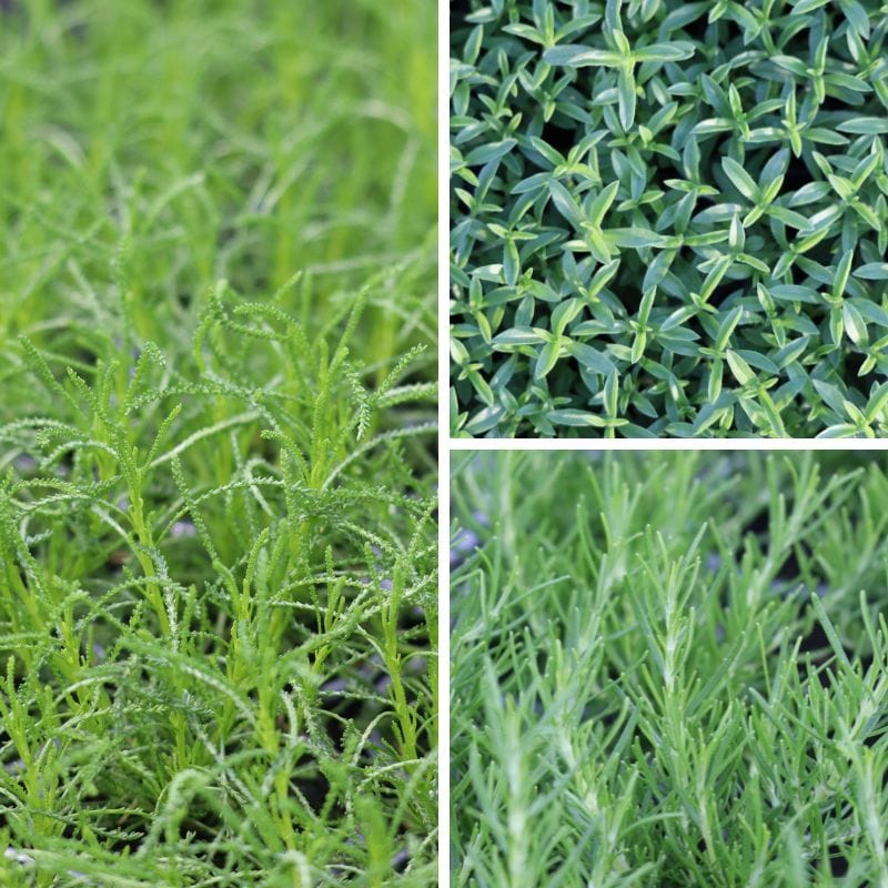 Herb Mediterranean Collection April