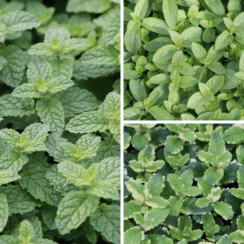 Herb Mint Collection