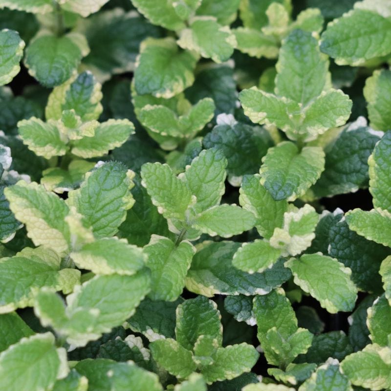 Herb Mint Pineapple