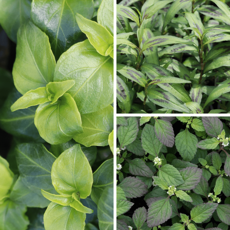Herb Voyager's Culinary Collection