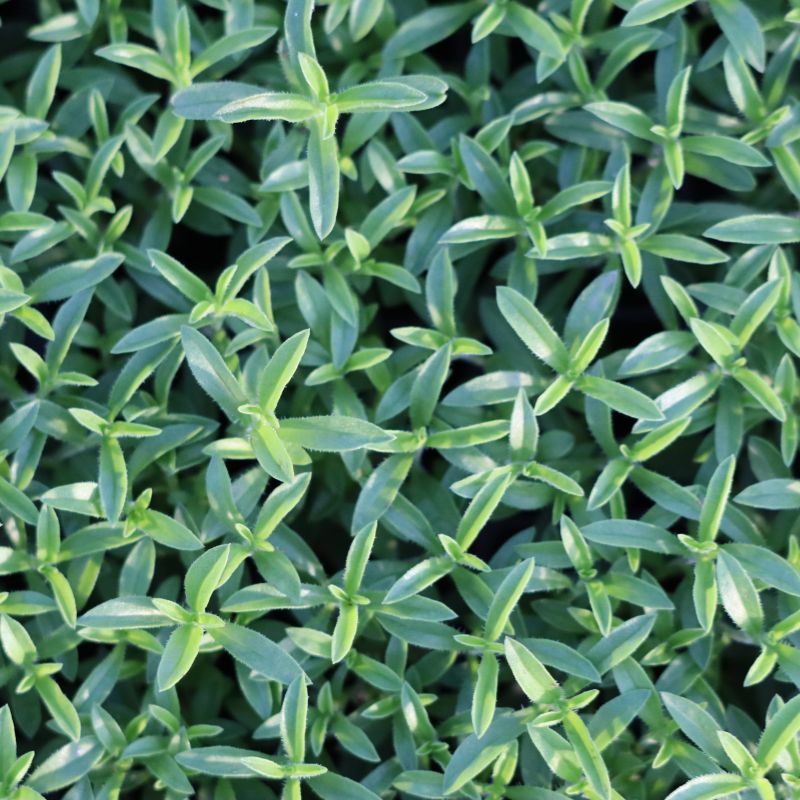 Herb Winter Savory - November