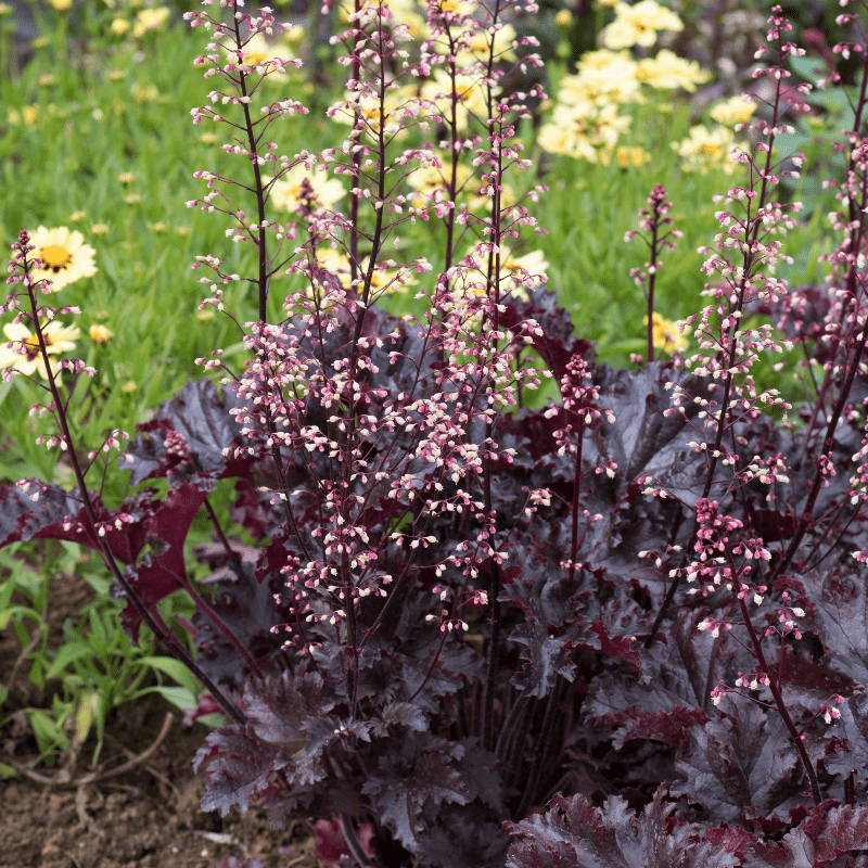 Heuchera Forever Purple Young Plants
