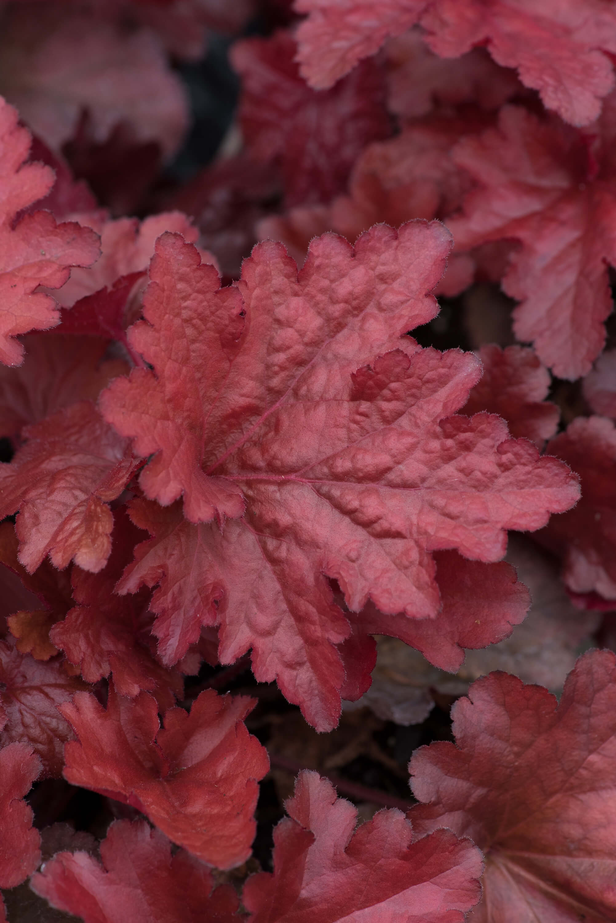 Heuchera Forever Red