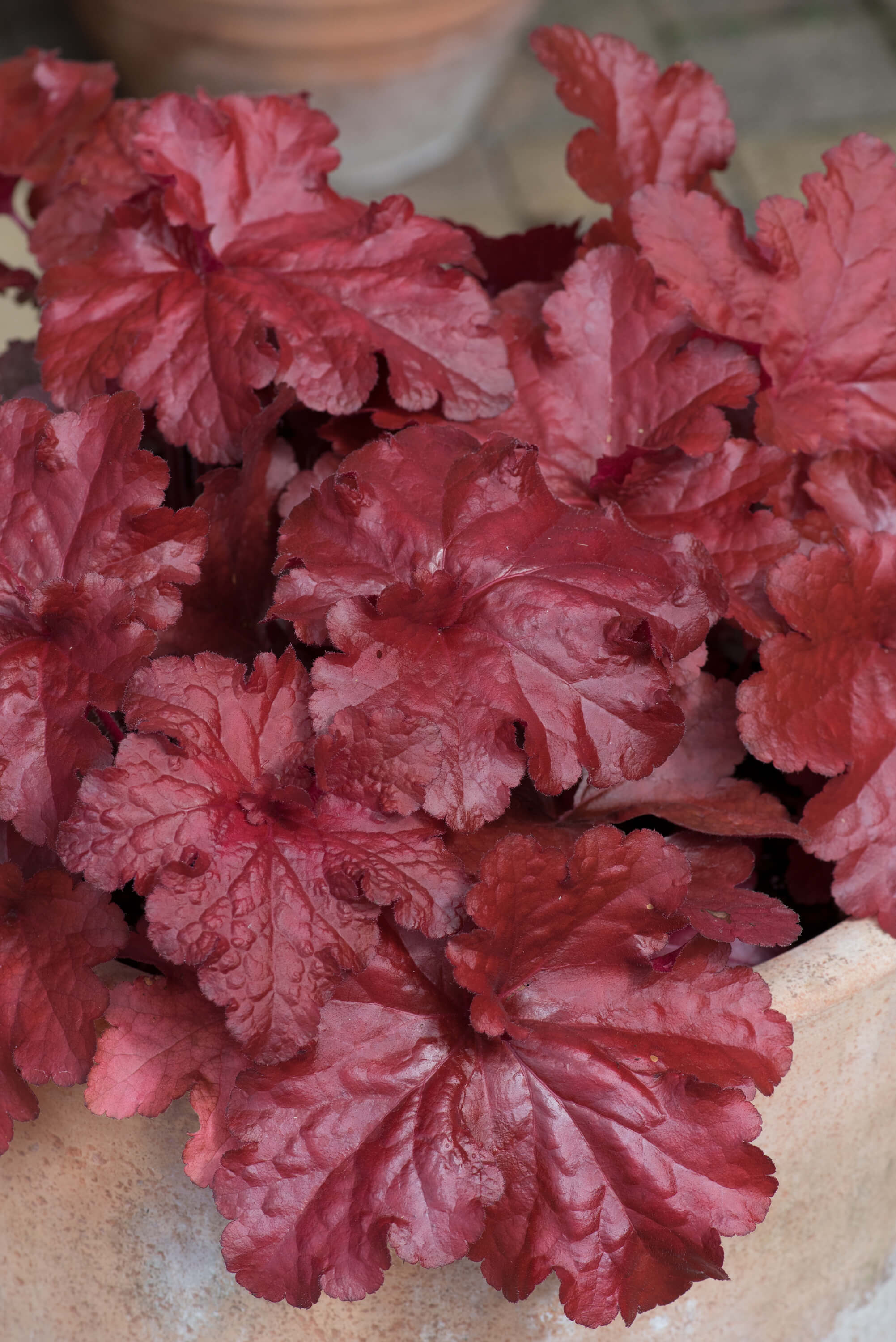 Heuchera Forever Red