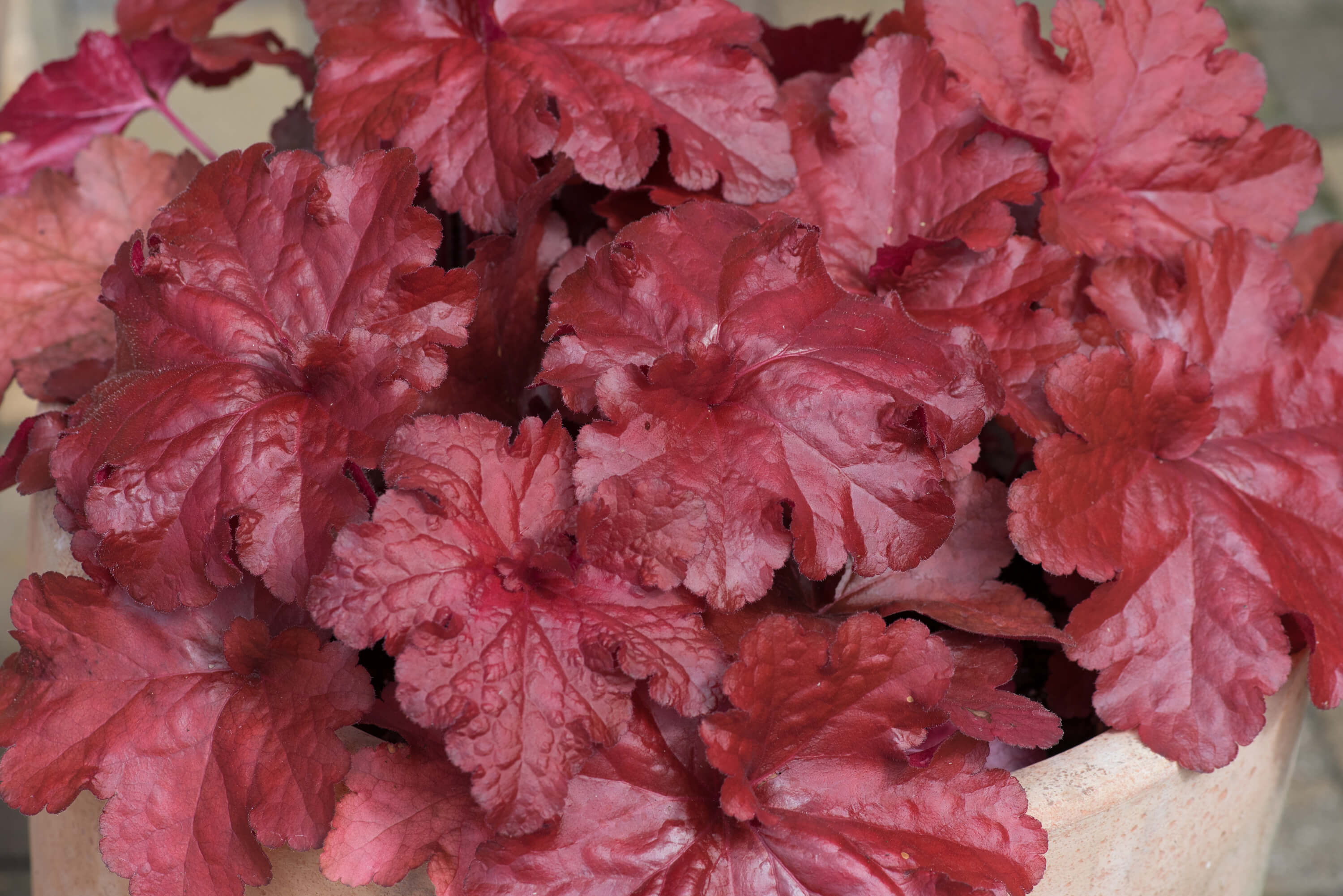 Heuchera Forever Red