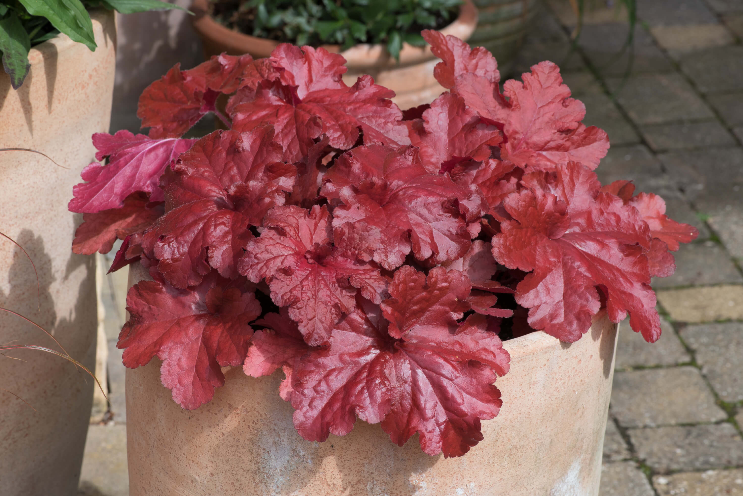 3 Young Plants Heuchera Forever Red