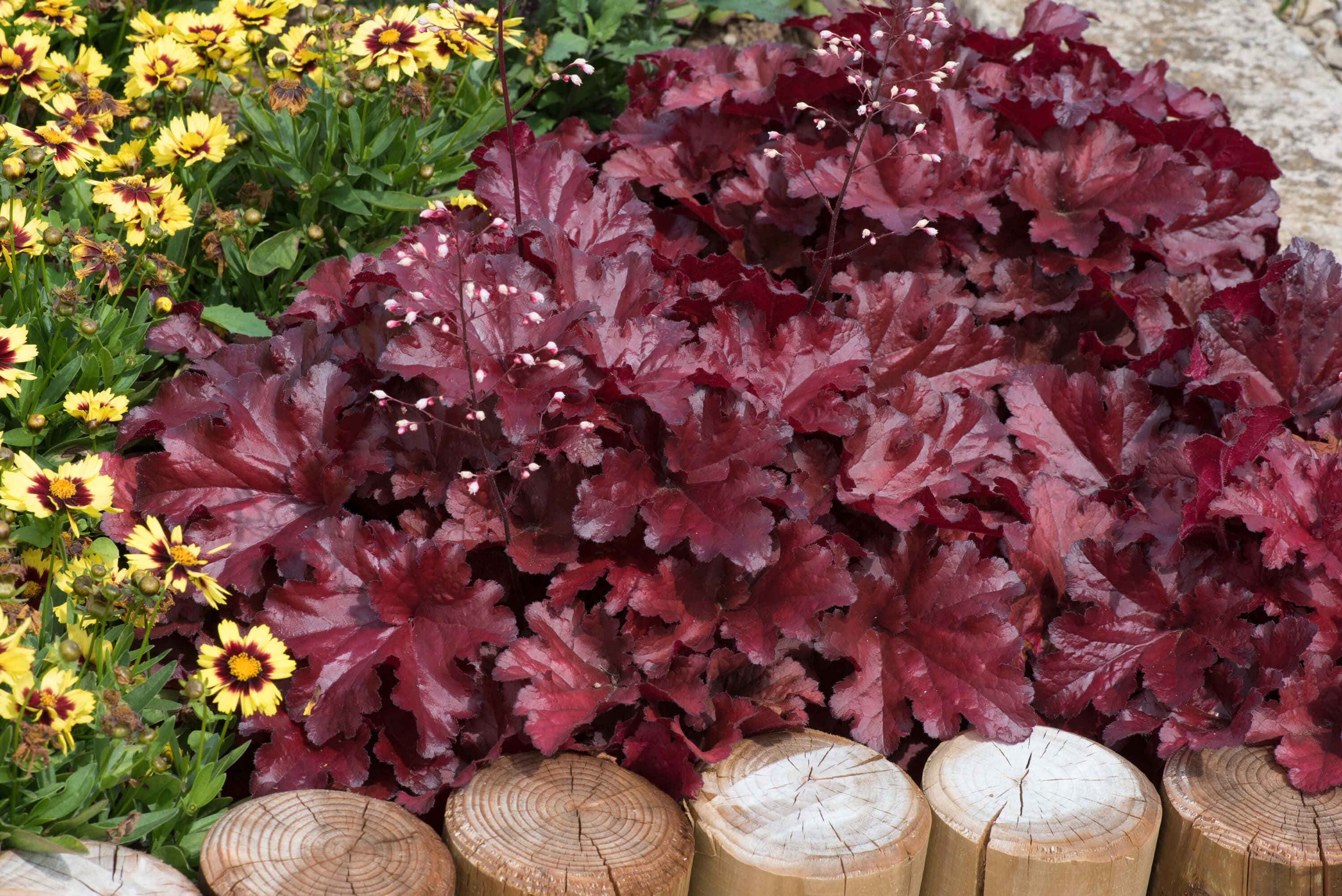 Heuchera Forever Red