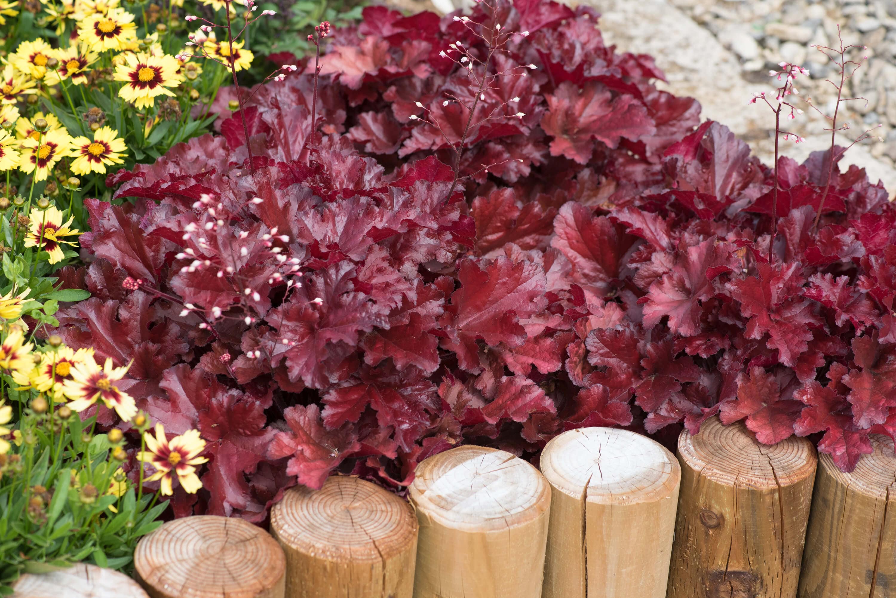 Heuchera Forever Red
