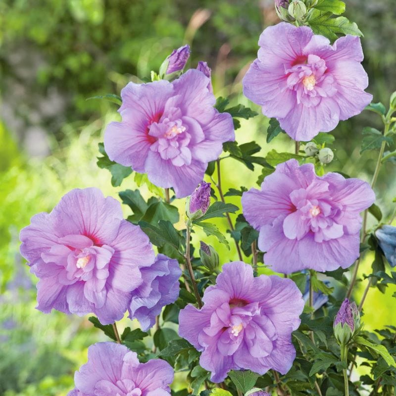 Hibiscus syriacus Lavender Chiffon Shrub Plants