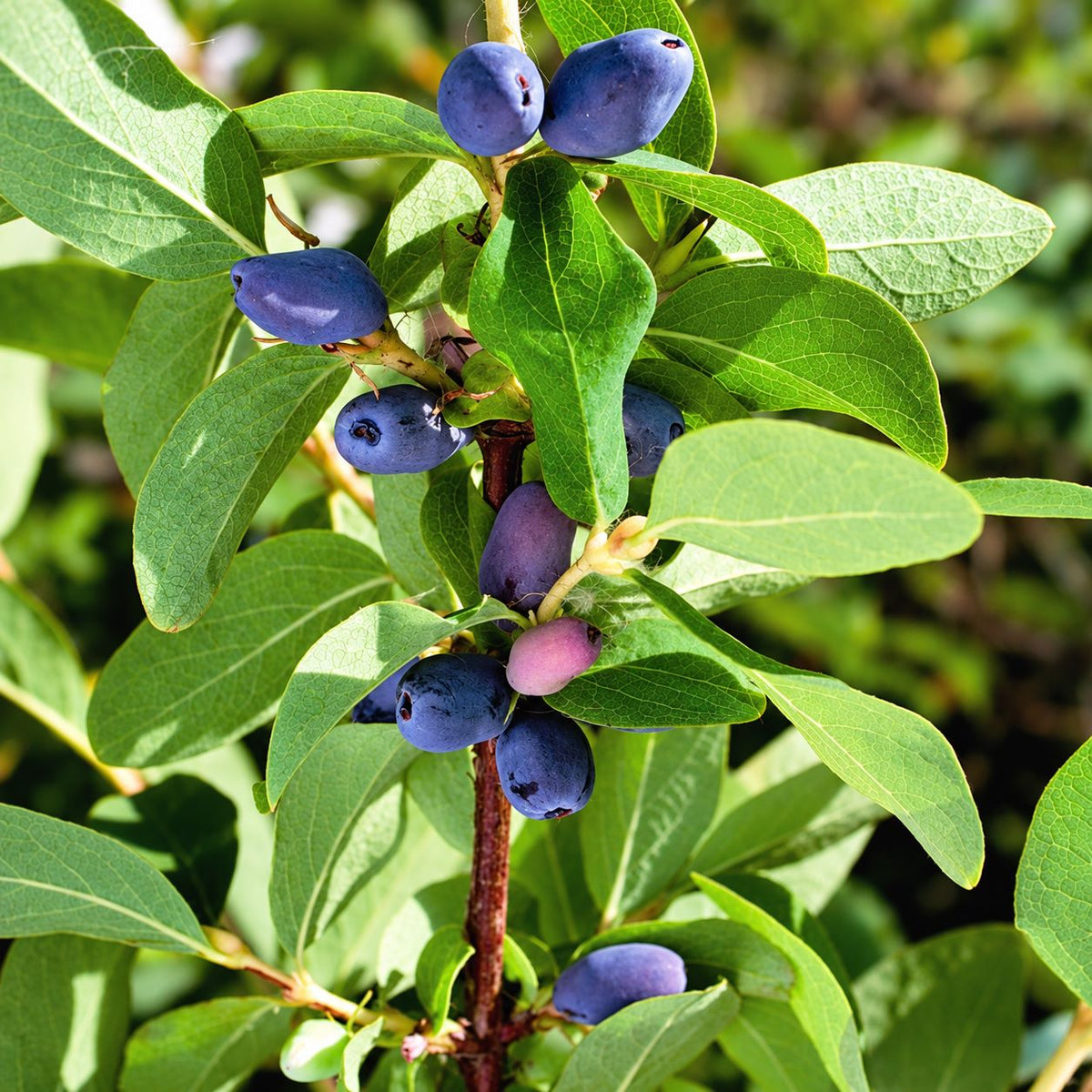 Honeyberry Fruit Plants