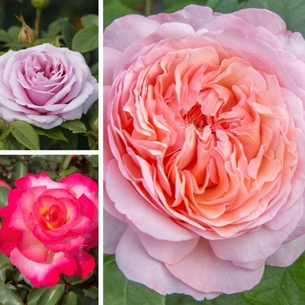 Hybrid Tea Rose Trio Bare Root Plants Collection
