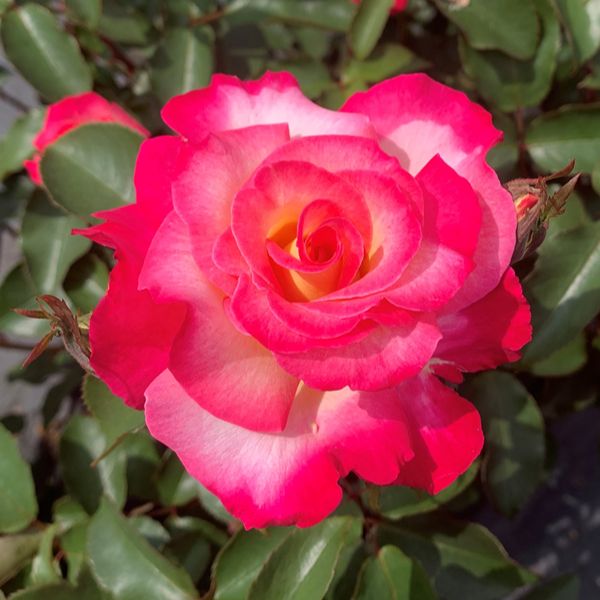 Hybrid Tea Rose Trio Plants Collection