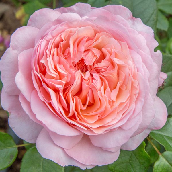 Hybrid Tea Rose Trio Plants Collection