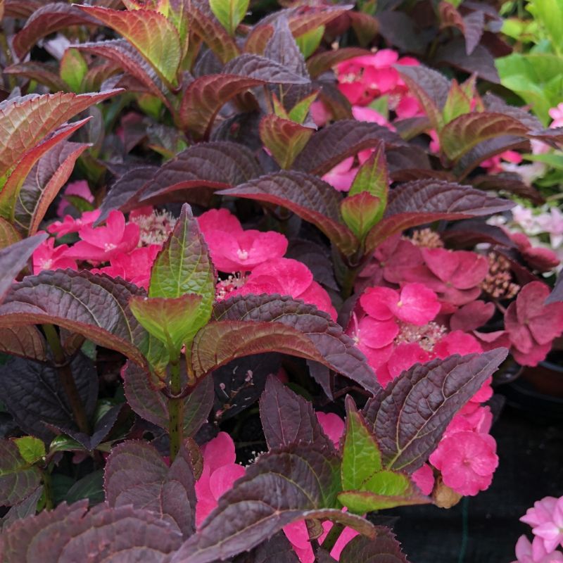 Close-up of pink flowers and dark green leaves
