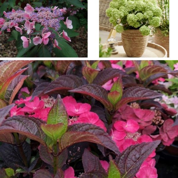 Collage of various plants including pink and purple flowers and a green bush.