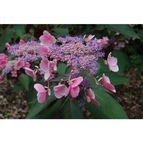 Pink and purple flowers with green leaves on a white background