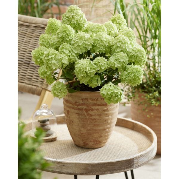 Potted plant on a round wooden table with a blurred background