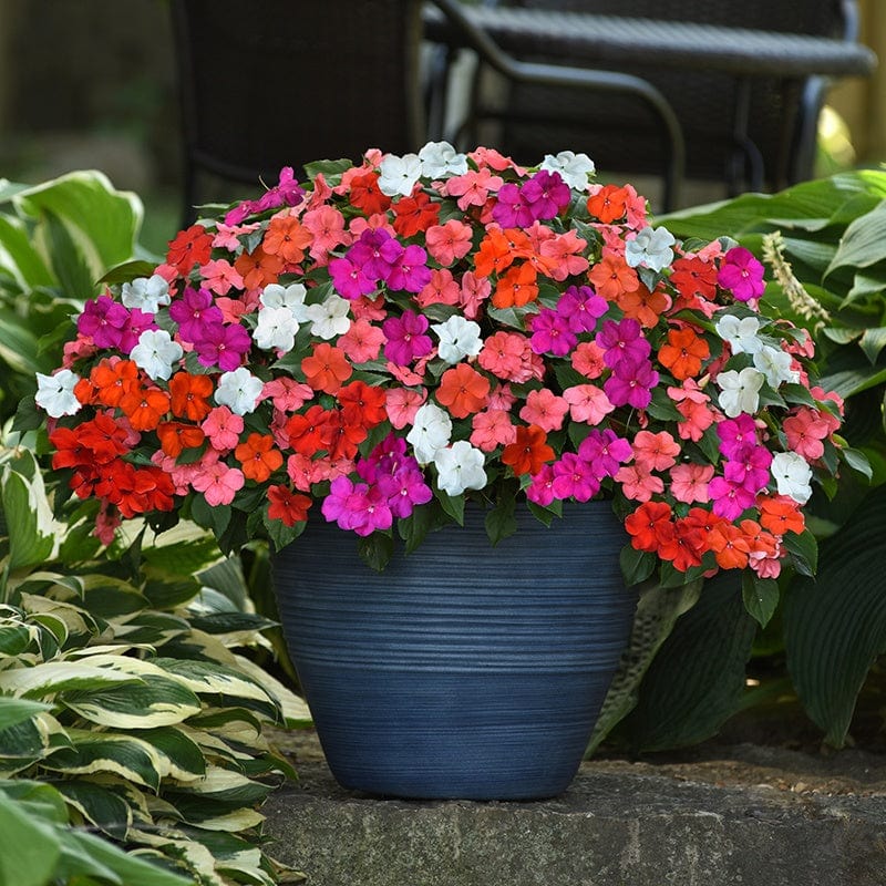 Impatiens Beacon Mixed F1 Flower Plants